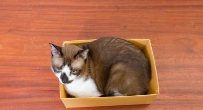 котка на тясно място