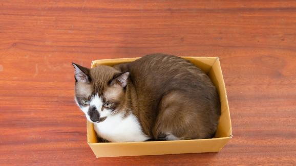 Пет места, в които вашата котка може да се побере