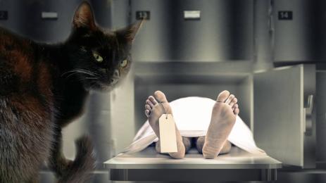 котка морга