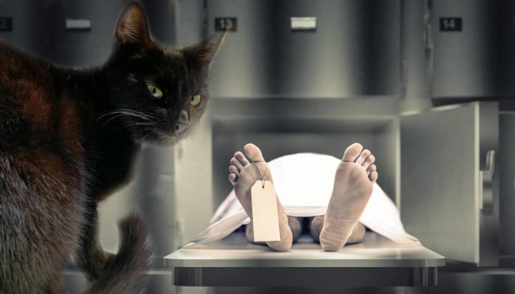 котка морга - НЕЛЕП ИНЦИДЕНТ: Мъже загинаха при опит да спасят коте!