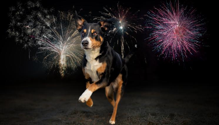 куче - Председателят на Асоциацията на родители на деца с епилепсия Веска Събева: Гърмежите вредят на животни и хора!