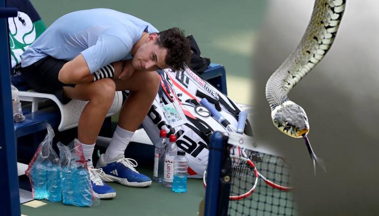 змия тенис - УЖАС: Отровна змия изпълзя на корта, прекъсна мач в Бризбейн (ВИДЕО)