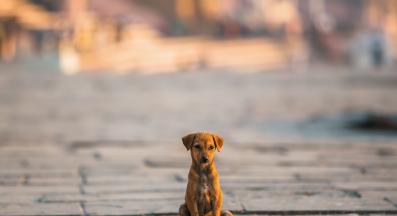 куче природа