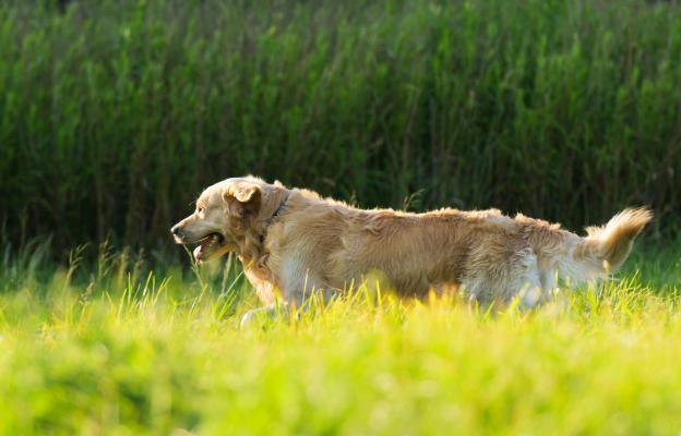 куче природа