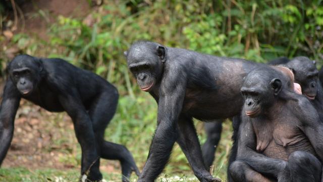 Проучване: Шимпанзетата бонобо имат най-дълга памет – до 25 години