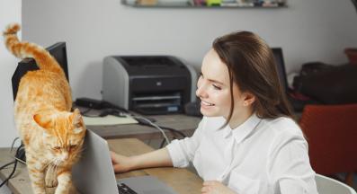 котка в офис