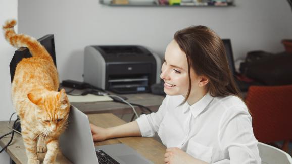 котка в офис