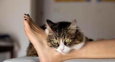 котка спи в легло