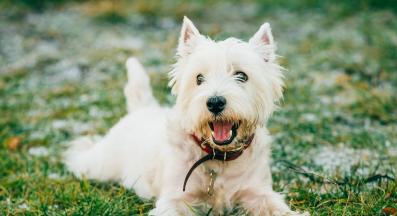 Западнохайландски бял териер