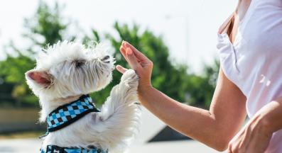 Западнохайландски бял териер