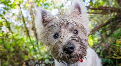 Западнохайландски бял териер
