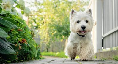 Западнохайландски бял териер