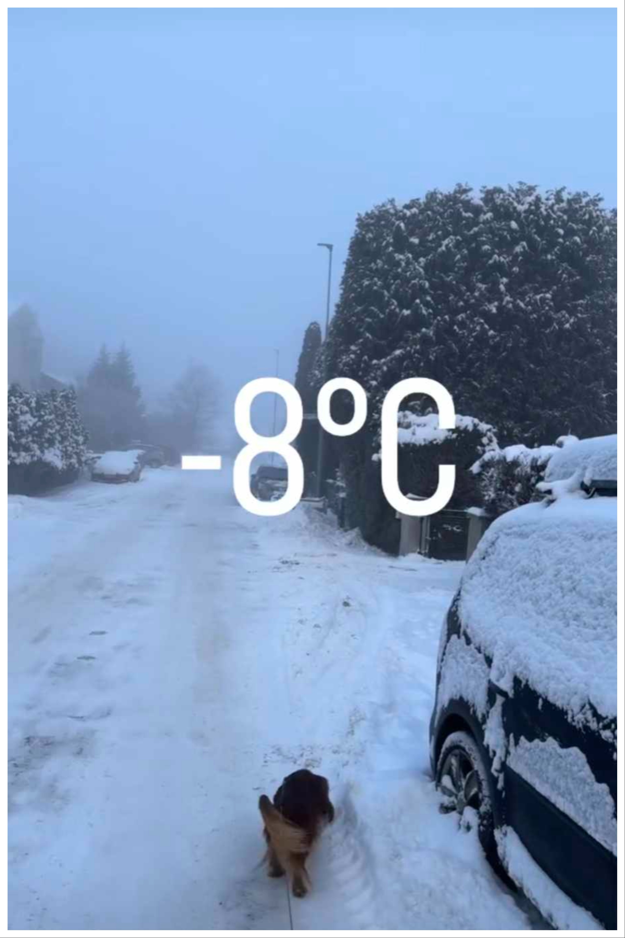 Кучето на Тобиас Хайнц