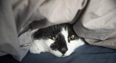 уплашена котка