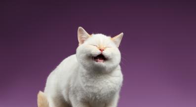 домашна котка