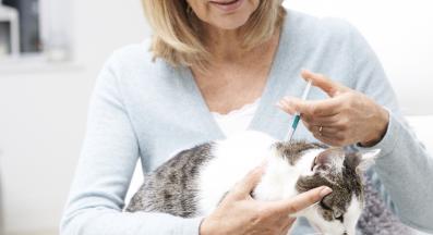 поставяне на лекарство на котка