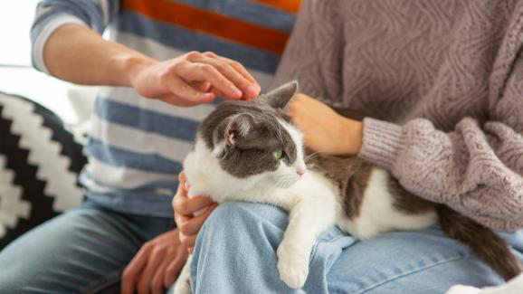 котка и собственик