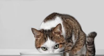 котка се храни