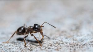 Известно е че химикалите произвеждани от някои мравки имат антибиотични