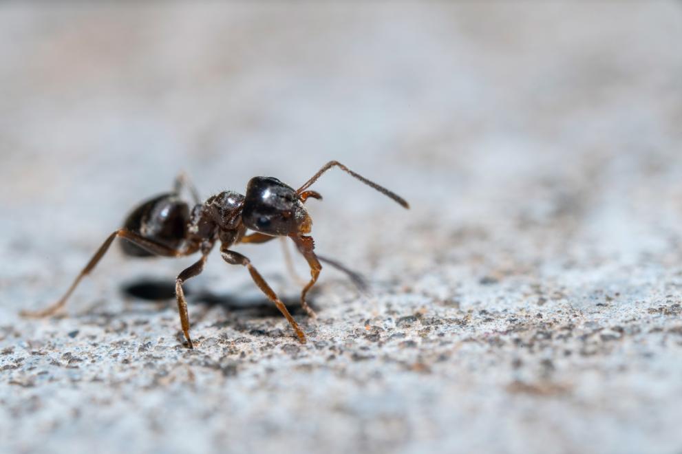 Известно е, че химикалите, произвеждани от някои мравки, имат антибиотични