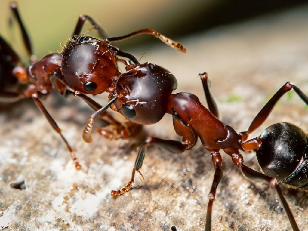 Известно е че химикалите произвеждани от някои мравки имат антибиотични