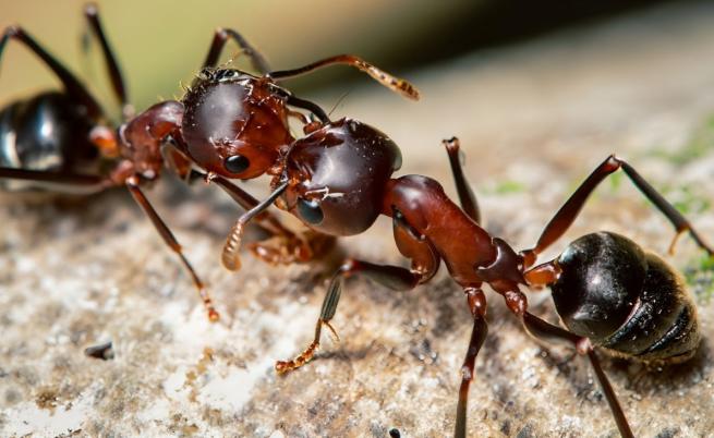 Мравките-лечители: Разкриха удивителни способности на насекомите