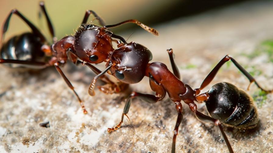 Мравките-лечители: Разкриха удивителни способности на насекомите