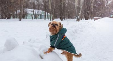 Брюкселски грифон