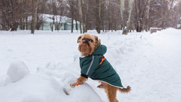 Брюкселски грифон