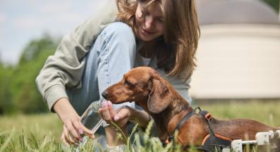 куче артрит