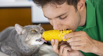 котка и стопанин