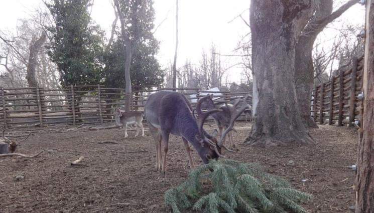 елен - Елени и кози на пиршество с елхи