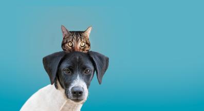 котка и куче