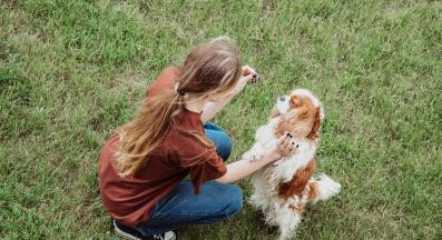 Кавалер Кинг Чарлз шпаньол