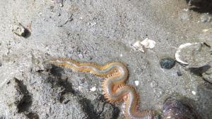 Учени откриха свидетелства за непозната група изчезнали хищни червеи живели