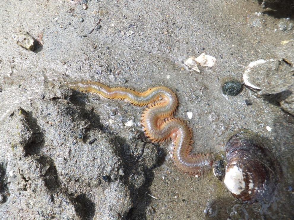 Учени откриха свидетелства за непозната група изчезнали хищни червеи, живели