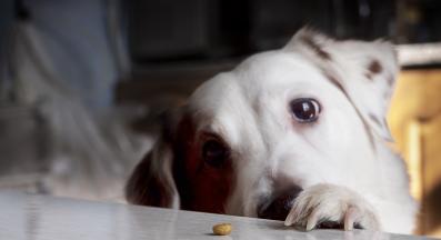 куче стресирано