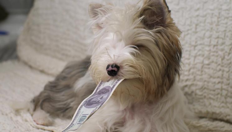 куче - ЛАКОМНИК: Куче излапа 4000 долара