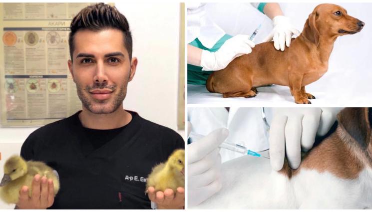 ваксина бяс - Домашните любимци трябва да бъдат ваксинирани срещу бяс, за да ги предпазим от смърт