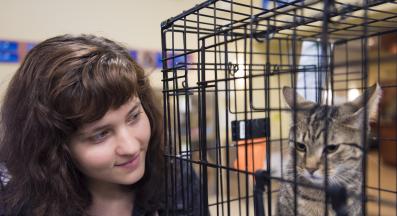 котка в приют