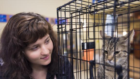 котка в приют