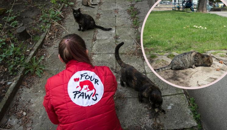 КОТКИ - В БОРБА С ПОПУЛАЦИЯТА: Ловят улични котки с капани!