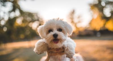 Малтийска болонка