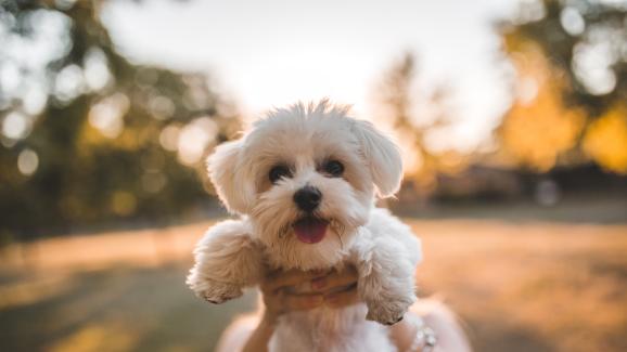 Малтийска болонка