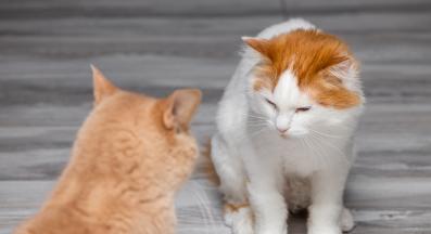 две котки се бият