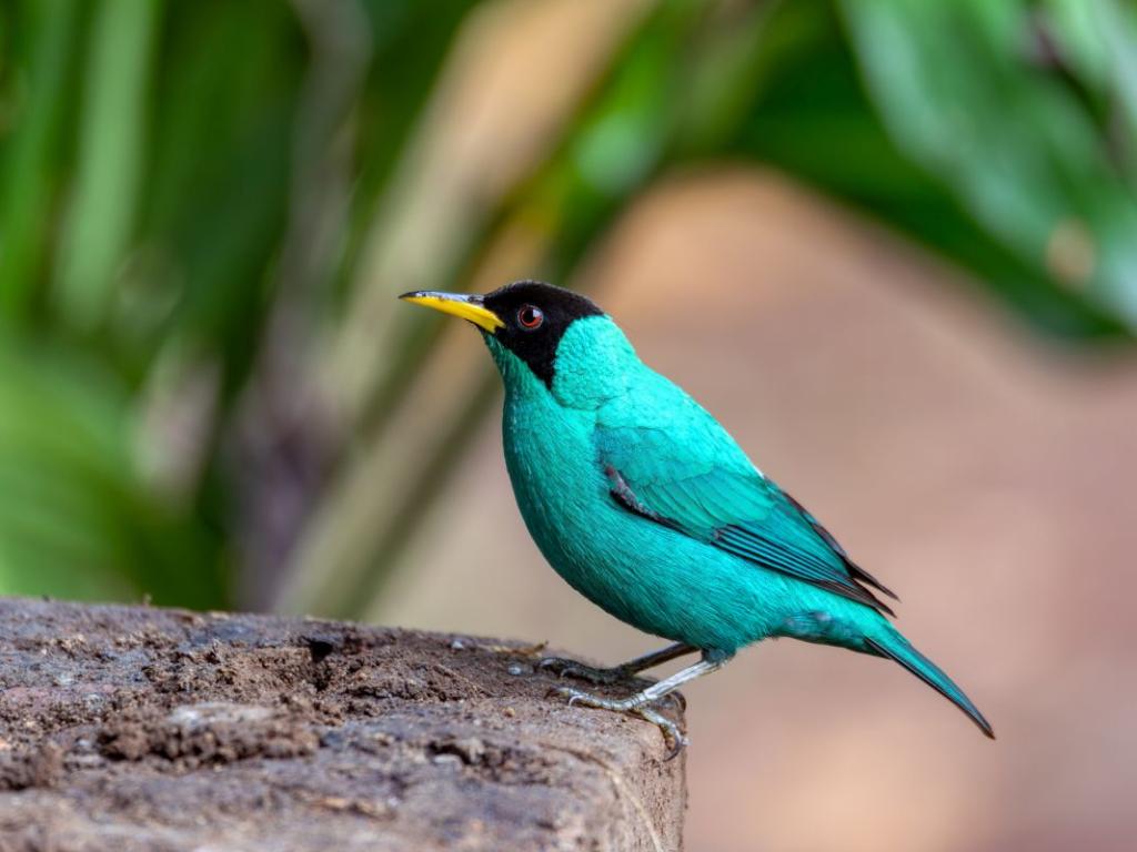 Птица със сини пера отдясно като на мъжките и зелени