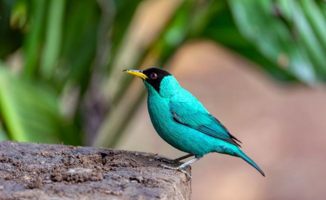 Невероятно! Наполовина женска, наполовина мъжка птица живее в Колумбия (СНИМКИ/ВИДЕО)