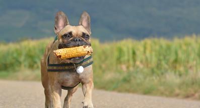 куче зеленчуци
