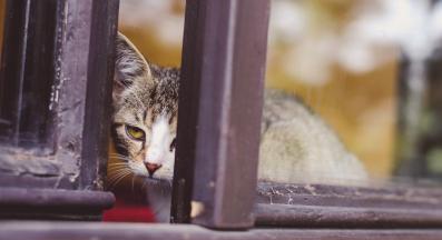 котка навън