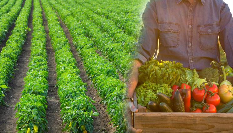 чушки - Агро Телеграф: Пиперът покълва при температура между 18 и 35°C